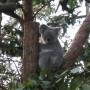 Photos sydney aquarium et...