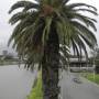 Australie - Des palmiers... Des palmiers partout. C