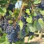 Canada - Vignoble Rancourt