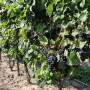 Canada - Vignoble Rancourt