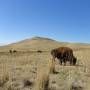 USA - Antelope Island