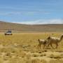 Bolivie - 