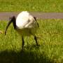 Australie - Ibis