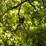 Australie - Première chauve souris