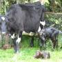 Nouvelle-Zélande - Edendale-cows farm