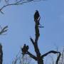 USA - Bentson-Rio Grande Valley State Park