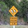 Nouvelle-Zélande - Attention pingoins