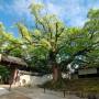 Japon - Rues de Kyoto