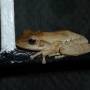 Inde - La grenouille squatteuse de barreaux de fenetre