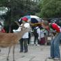 Japon - Nara